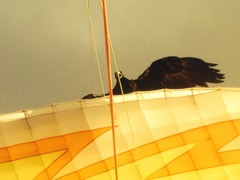 IMG_0806-2014-08-16at16-44-05