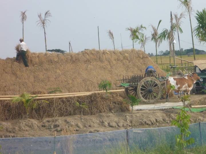 And a second cart unloading the hay onto a huge haystack.