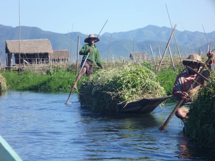 Canoes filled with what looked like weeds from the lakeside.