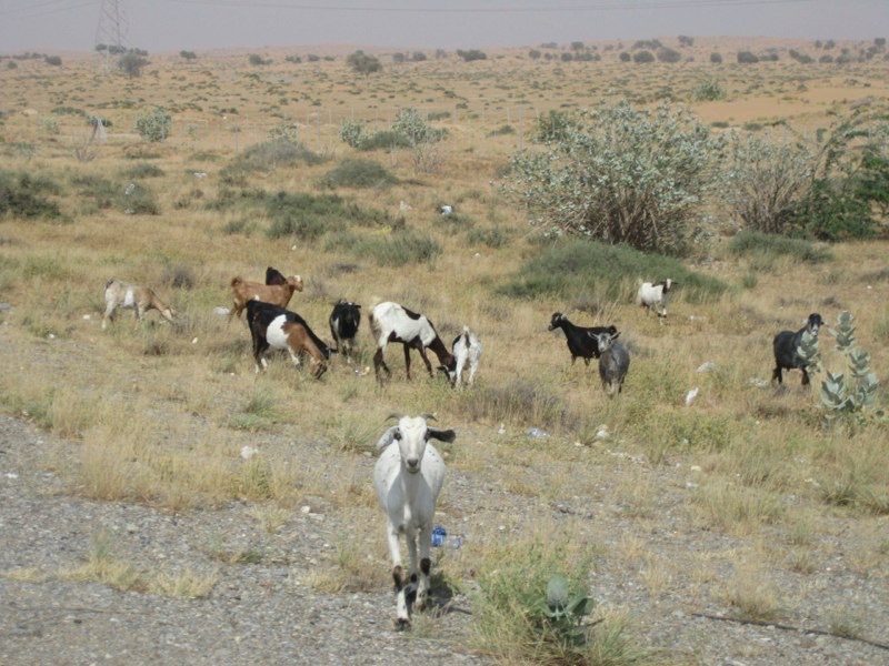 <p style="text-align:center;"><span style="font-size:11px; color:#404040;">wild life. check out the long eared one</span></p>