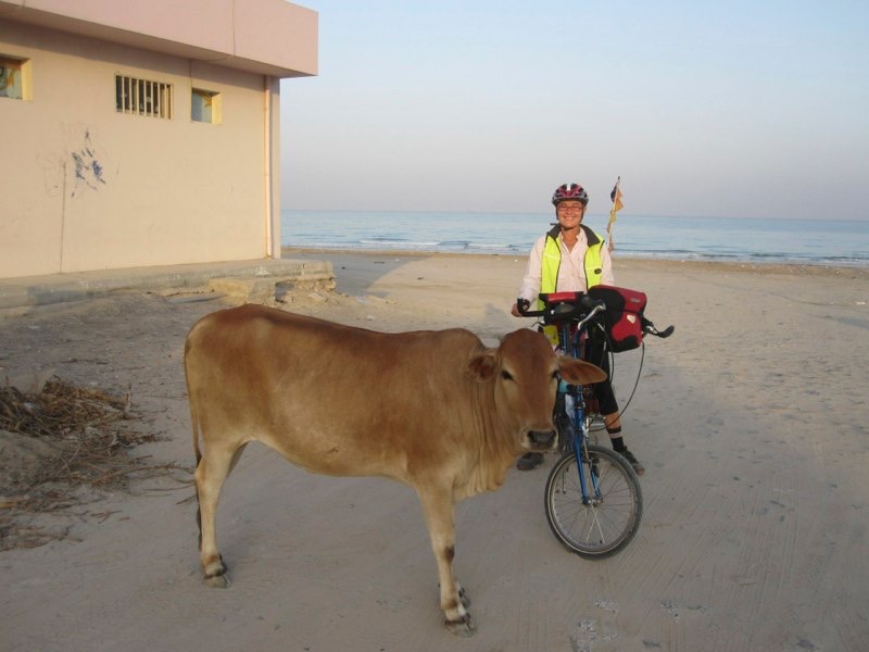 <p style="text-align:center;"><span style="font-size:11px; color:#404040;">Cows & chickens graze on the beach</span></p>